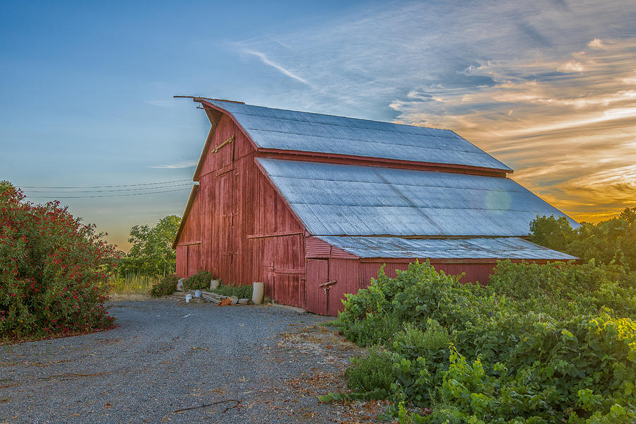 Morning Barn Photograph by Robin Mayoff
