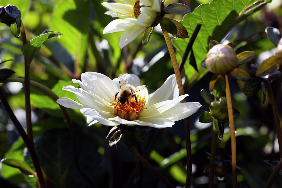Morning bee Photograph by Helga Novelli