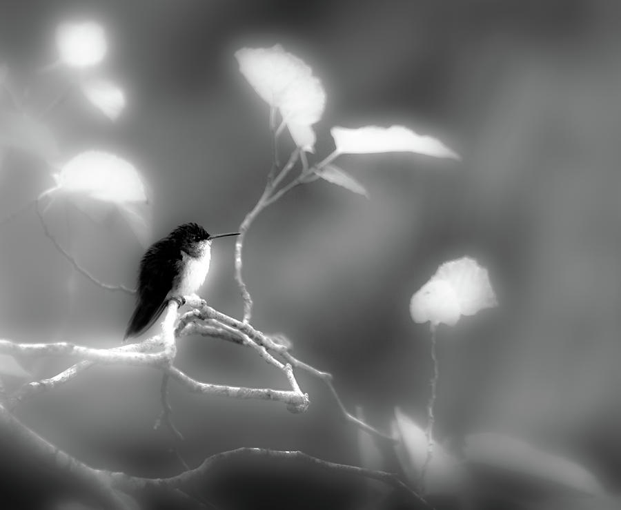 Nature Photograph - Morning Bird by Chris James