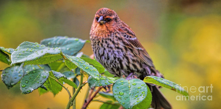 Morning Bird Photograph by Elizabeth Winter