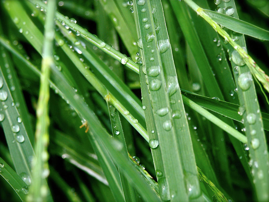 Morning Blades Of Grass With Dew Photograph by Mark Delfs