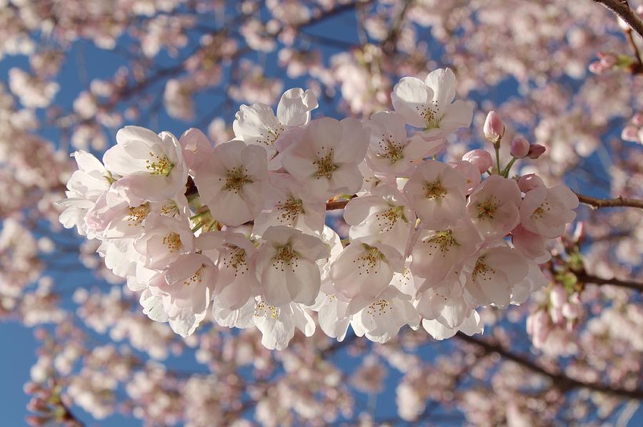 Morning blossoms 2 Photograph by Lynn Hopwood