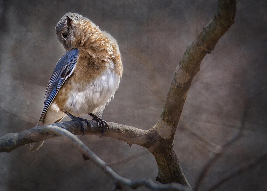 Morning Bluebird Song Photograph by Bill and Linda Tiepelman