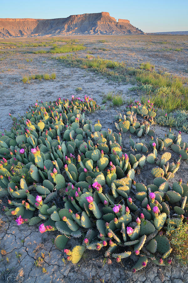 Morning Cacti Photograph by Ray Mathis