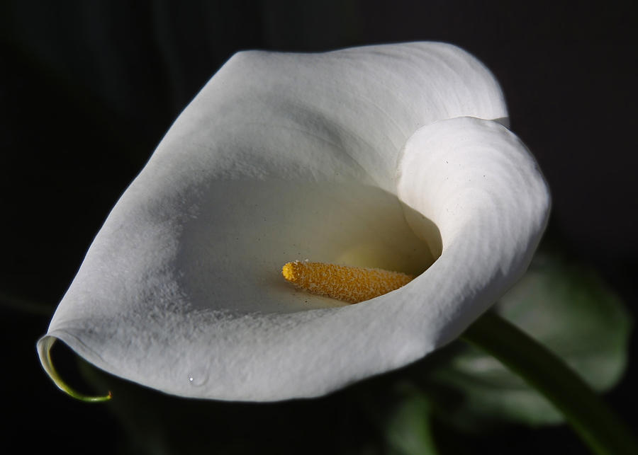 Morning Calla Lily Photograph by Dave Stephens - Fine Art America