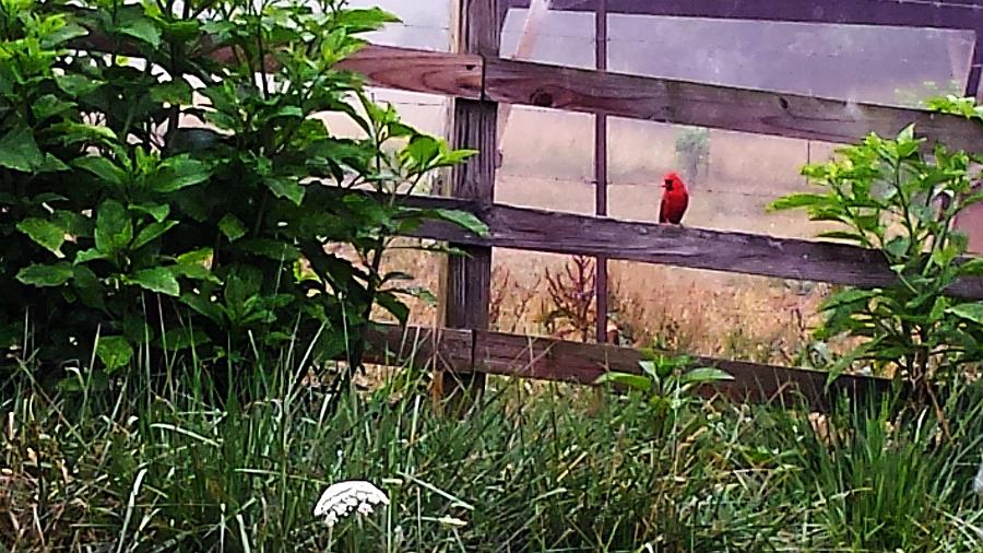 Morning Cardinal by Deb Martin-Webster Morning Cardinal by Deb Martin-Webster