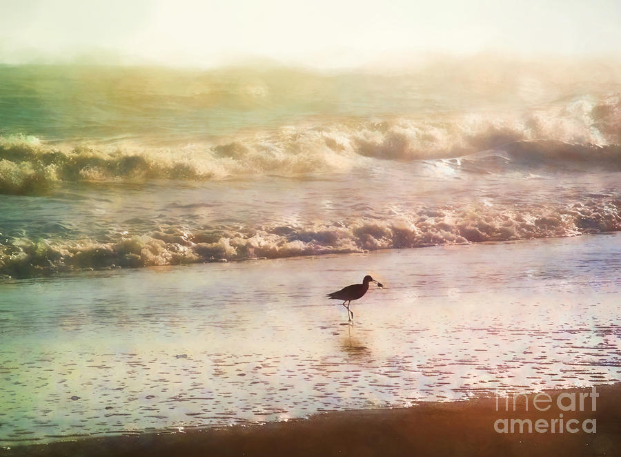 Sandpiper Photograph - Morning Catch by Kelley Freel-Ebner