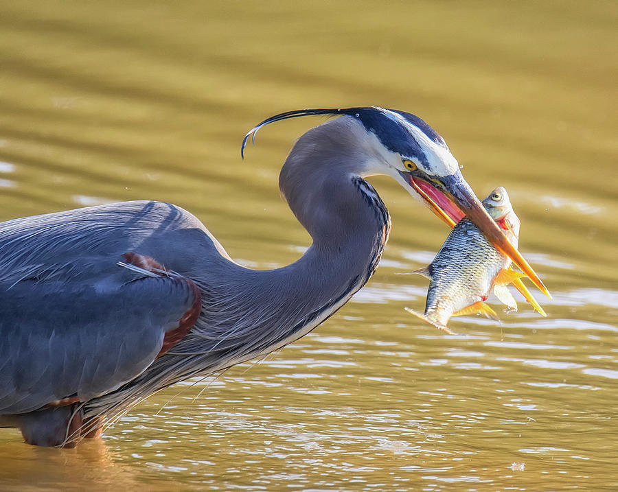 Morning Catch Photograph by Larry Helms - Pixels