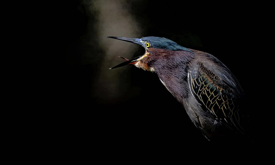 Wildlife Photograph - Dawn Chorus by Stuart Harrison