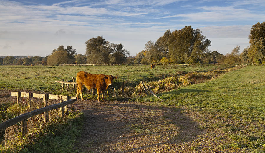 Morning Cow Photograph by Ian Merton