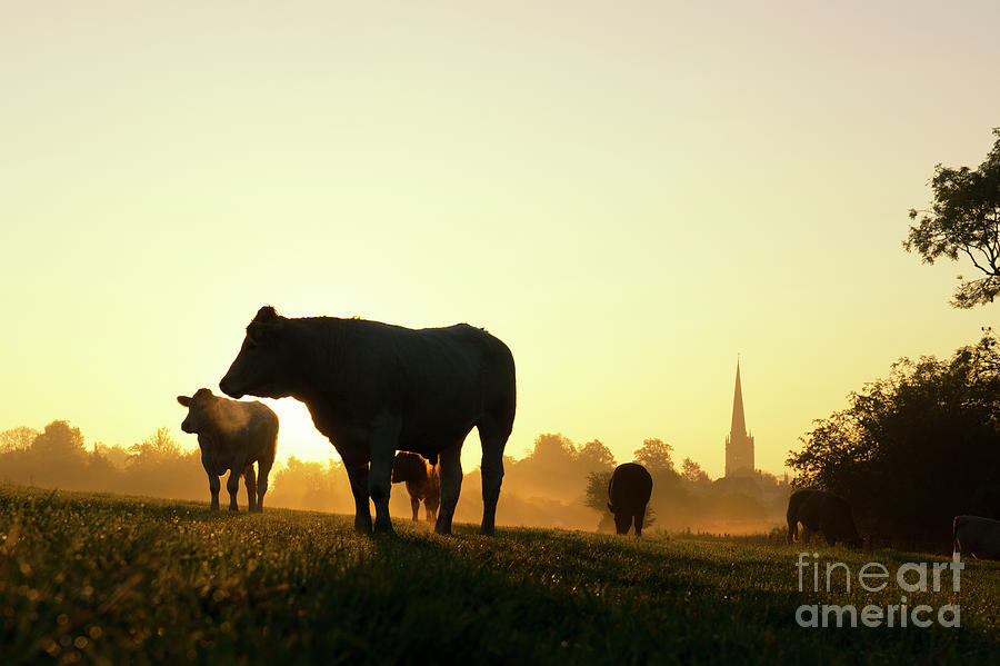 Cow Photograph - Morning Cows by Tim Gainey