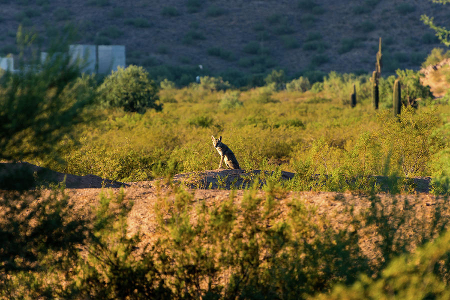 Morning Coyote Photograph by Douglas Killourie