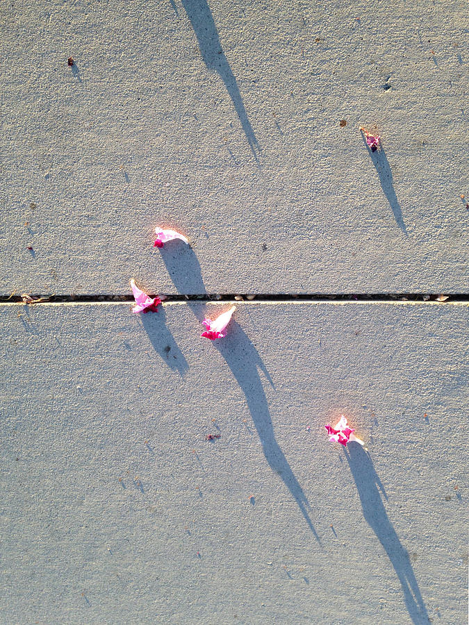 Morning Crack Blossoms Photograph by Stan  Magnan