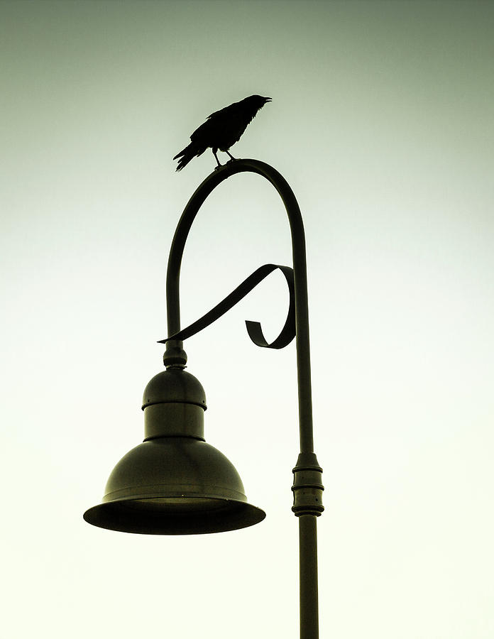 Morning Crow Photograph by Bill Wiebesiek