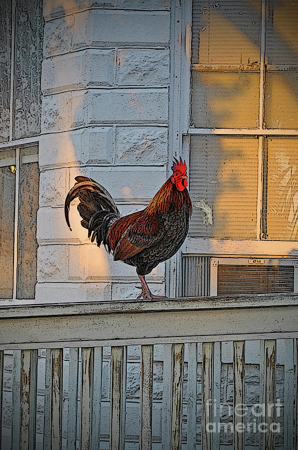 Rooster Photograph - Morning Crow by Jost Houk Rooster Photograph - Morning Crow by Jost Houk