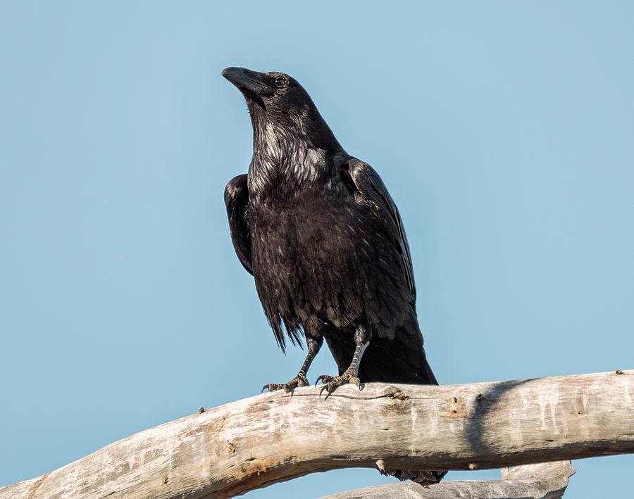 Morning Crow Photograph by Loree Johnson