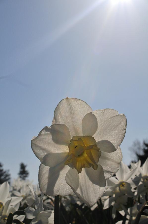 Summer Photograph - Morning Daffodil by Jennifer Englehardt