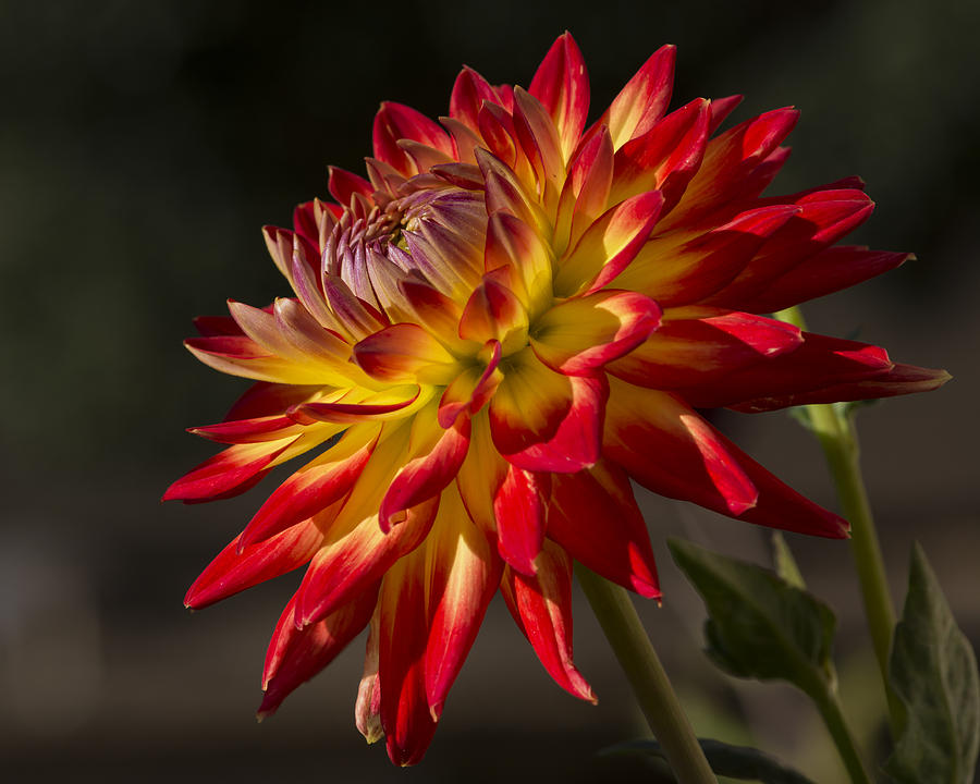 Flower Photograph - Morning Dahlia by Bruce Frye