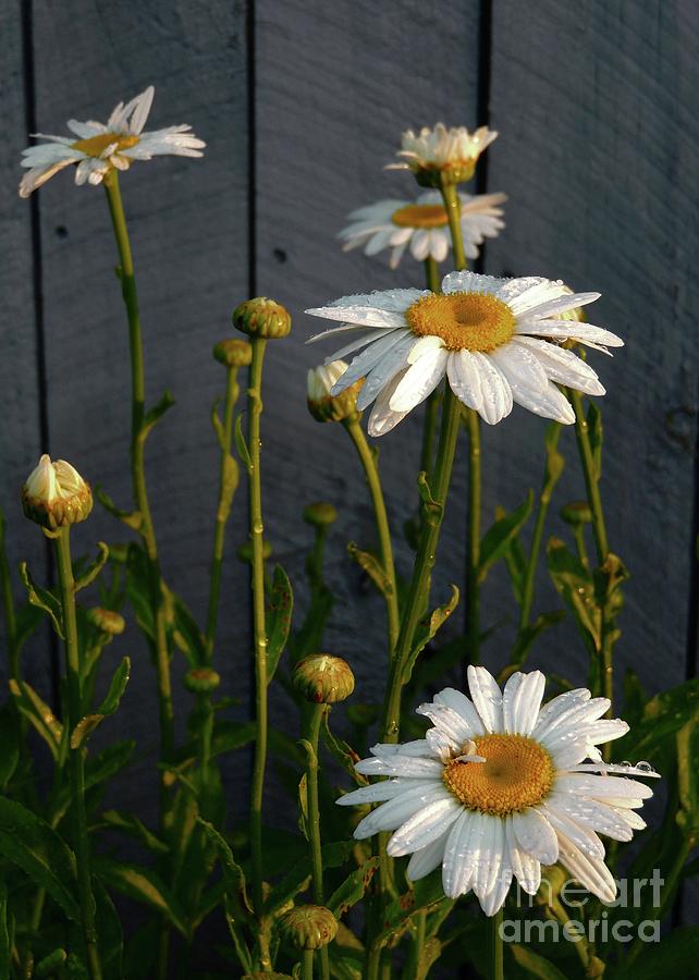 Morning Daisies Photograph by Marcia Lee Jones