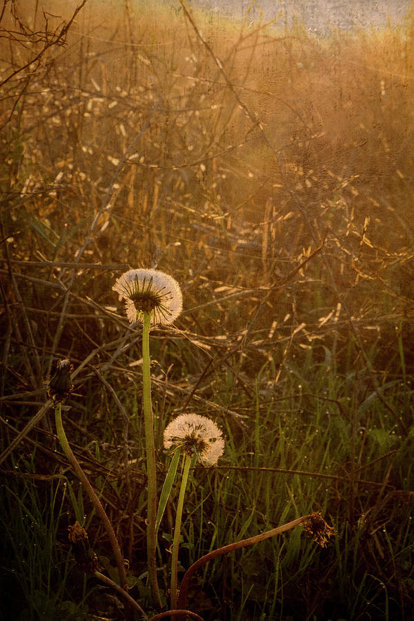 Morning Dandelions Photograph by Mary Lee Dereske