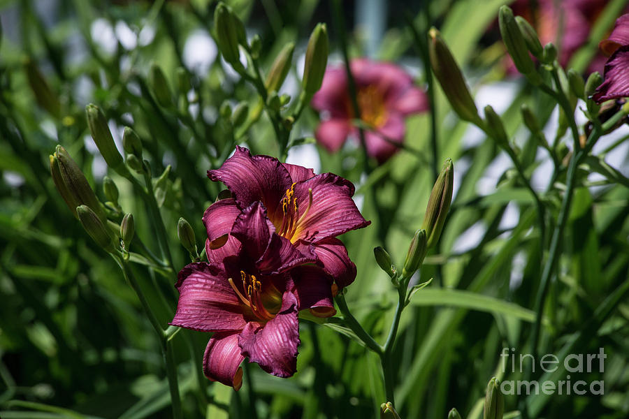 Morning Day Lily Photograph by David Bearden
