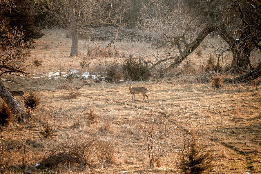 Morning Deer No. 2 Photograph