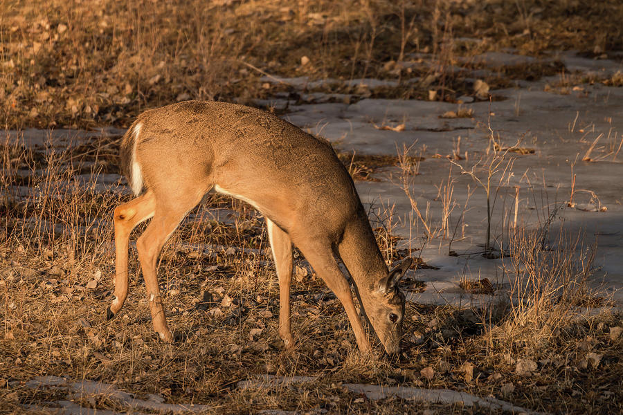 Morning Deer No. 3 Photograph