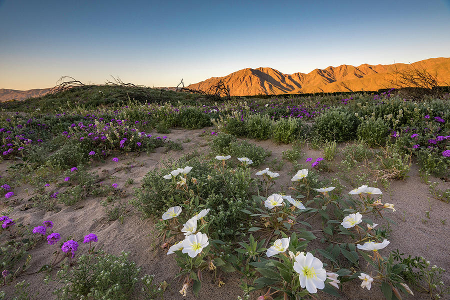 Morning Desert Evening Primrose Photograph by Scott Cunningham