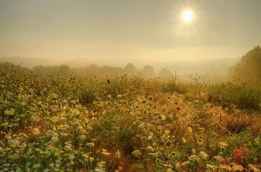  Morning Dew at Kendall Hills  Photograph by Ann Bridges