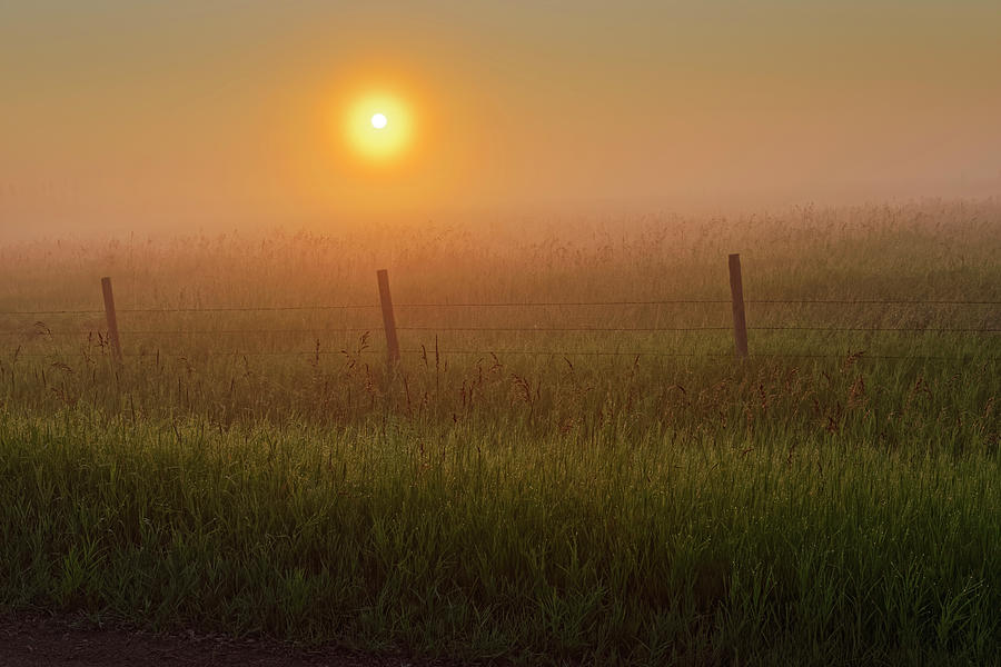Morning Dew Photograph by Dan Jurak