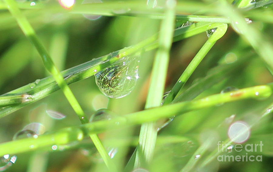 Morning Dew Diamonds Photograph by Donna L Munro