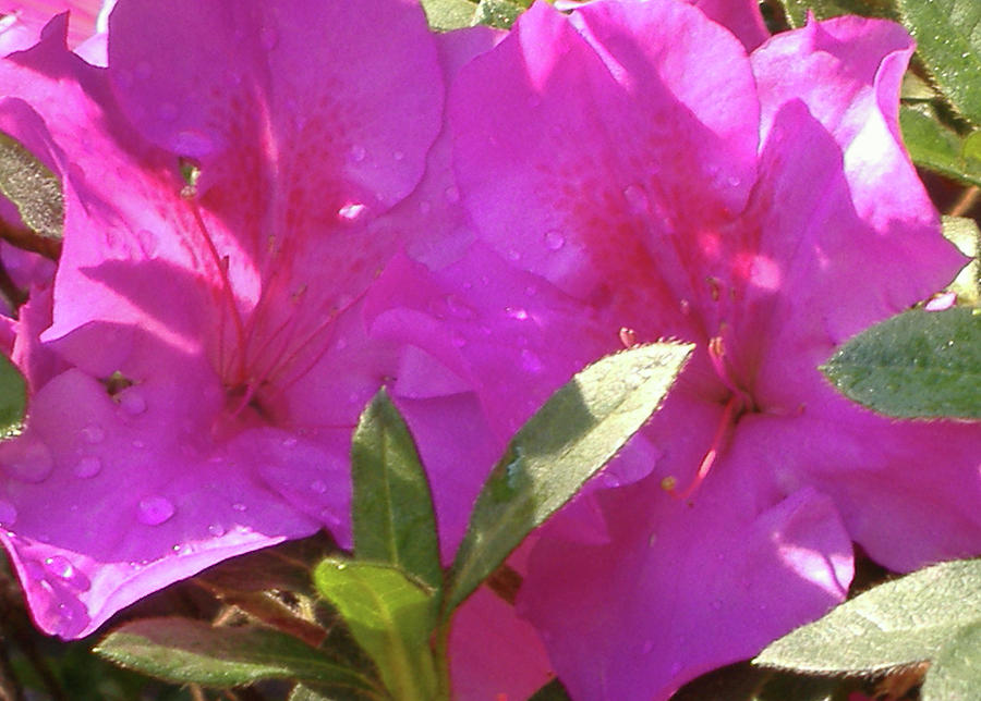 Morning Dew Photograph by Diane Ferguson