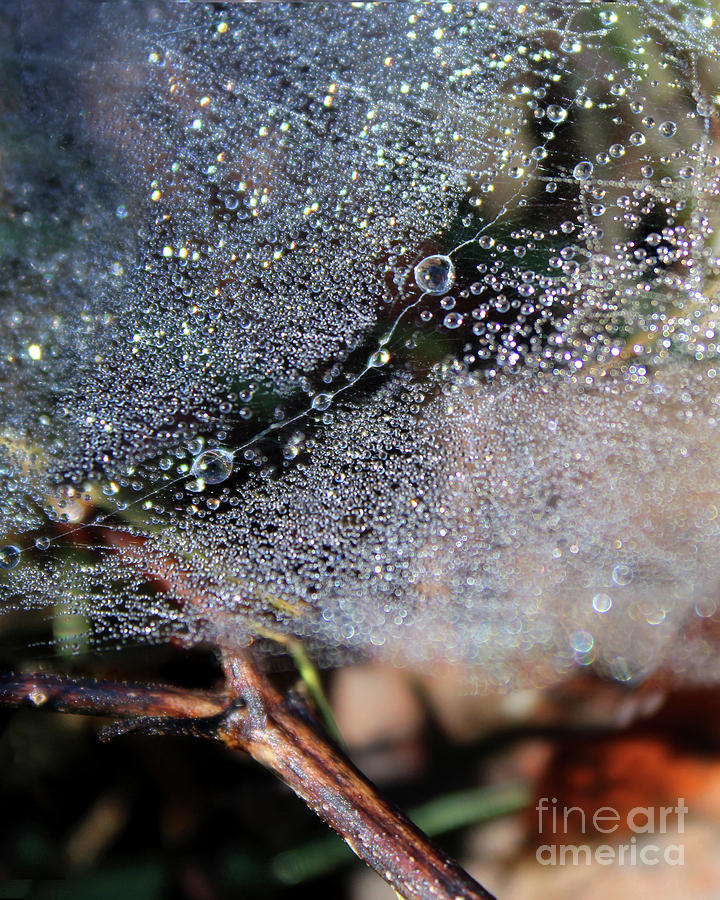 Morning Dew Drops on spiderweb  Photograph by Adam Long