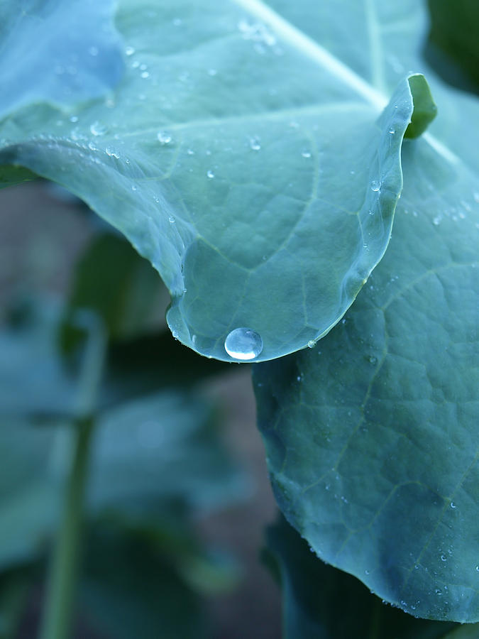 Nature Photograph - Morning Dew Drops by Robert Gebbie