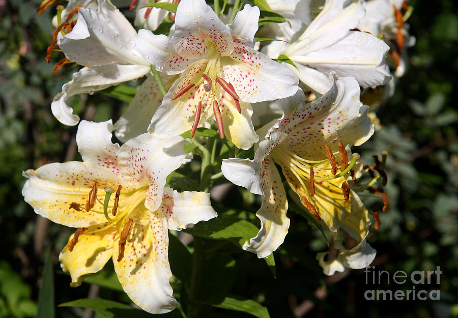 Morning Dew Lilies Photograph by Christiane Schulze Art And Photography