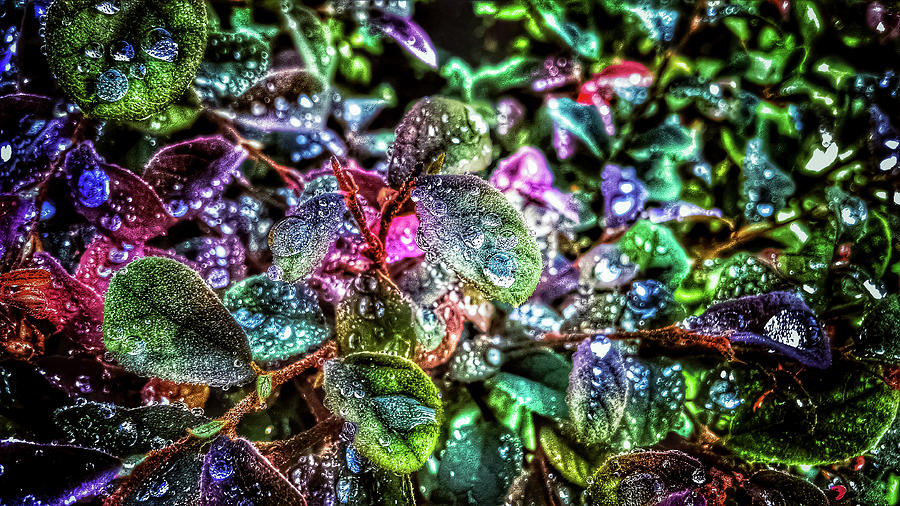 Morning Dew Photograph by Mike Dunn