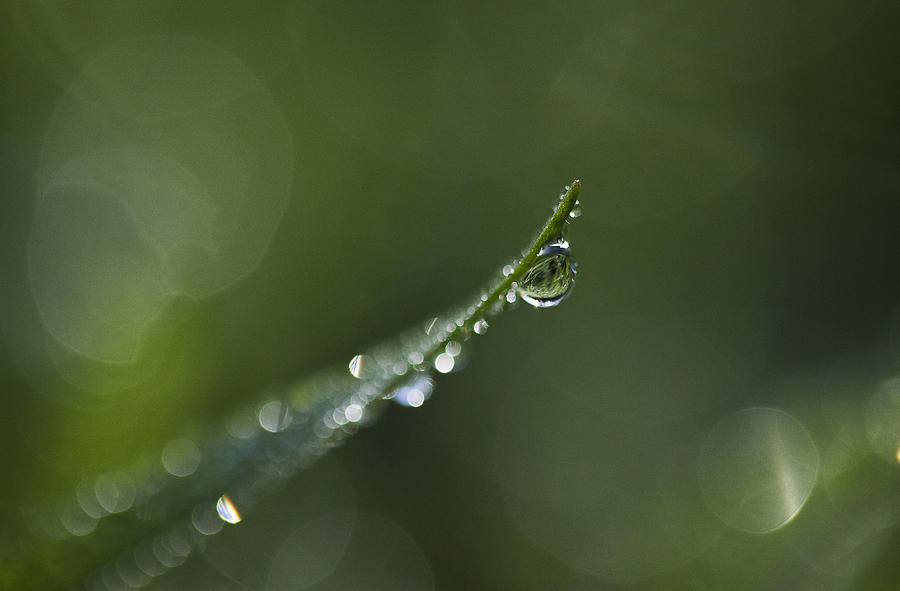 Morning Dew Photograph by Morgan Wright