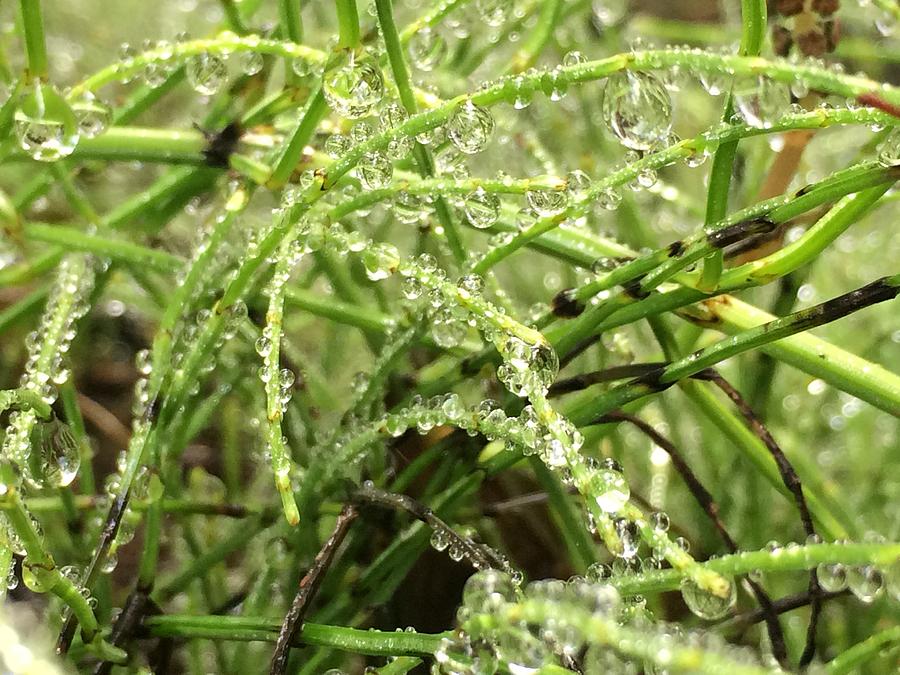 Morning dew Photograph by Natalia Wallwork
