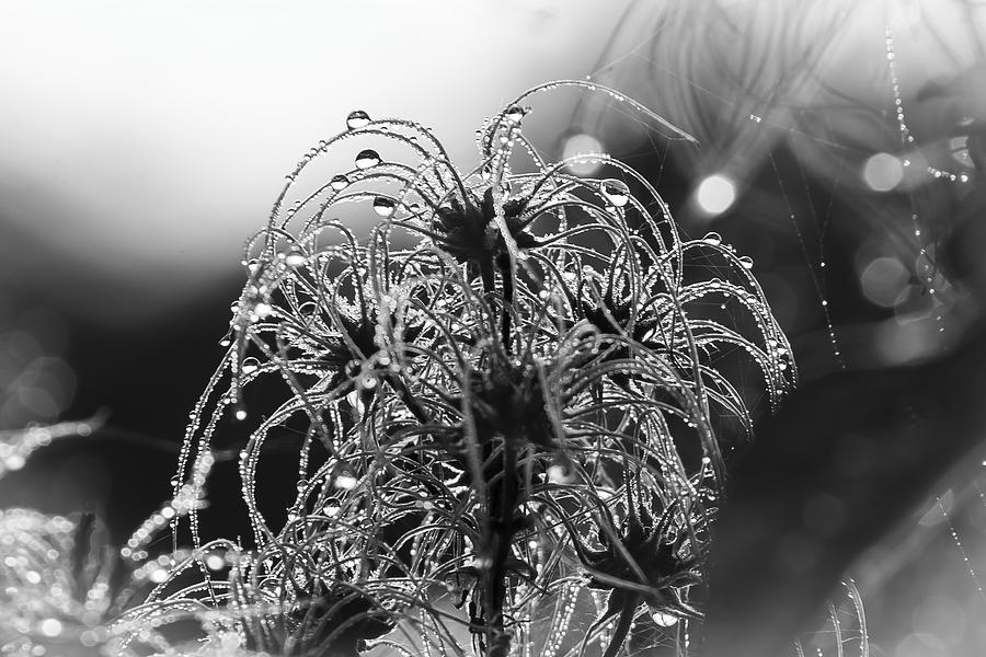 Morning Dew Photograph - Morning Dew by Nigel Spencer Morning Dew Photograph - Morning Dew by Nigel Spencer