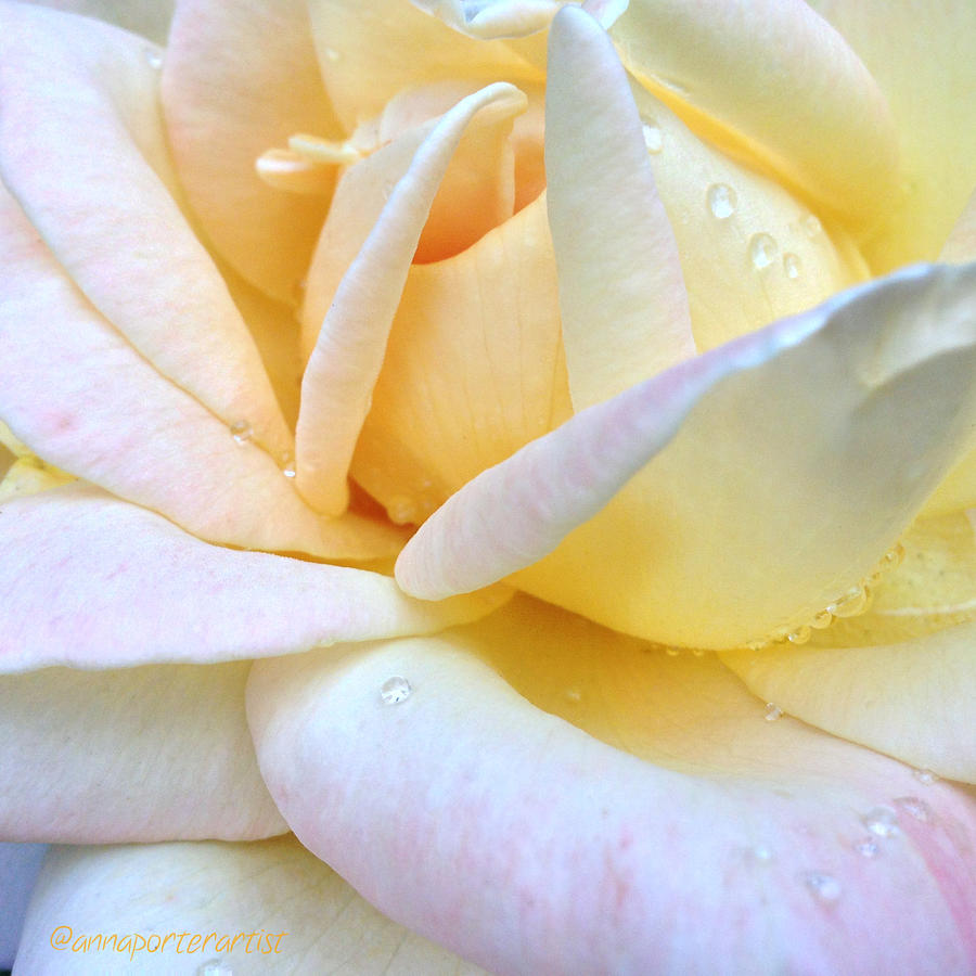 Summer Photograph - Morning Dew on a Pale Yellow Rose by Anna Porter