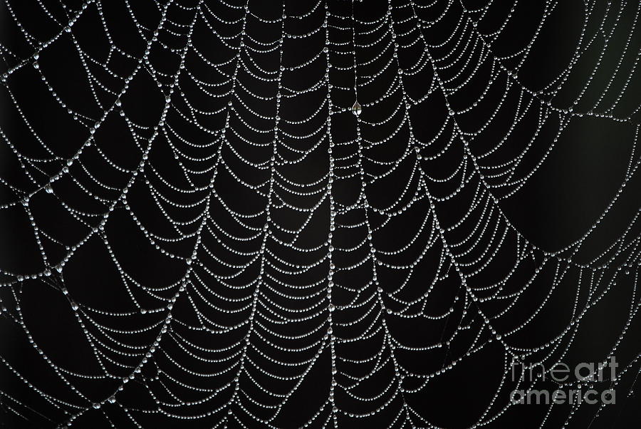 Spider Photograph - Morning Dew On A Spiders Web by Rodger Painter