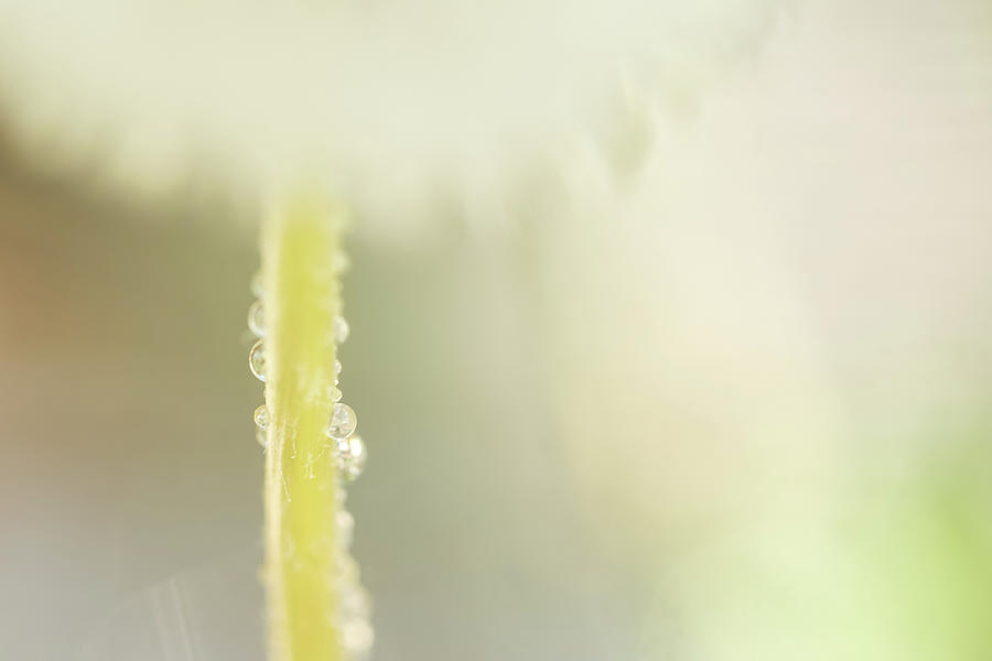 Nature Photograph - Morning Dew On Dandelion by Debi Bishop