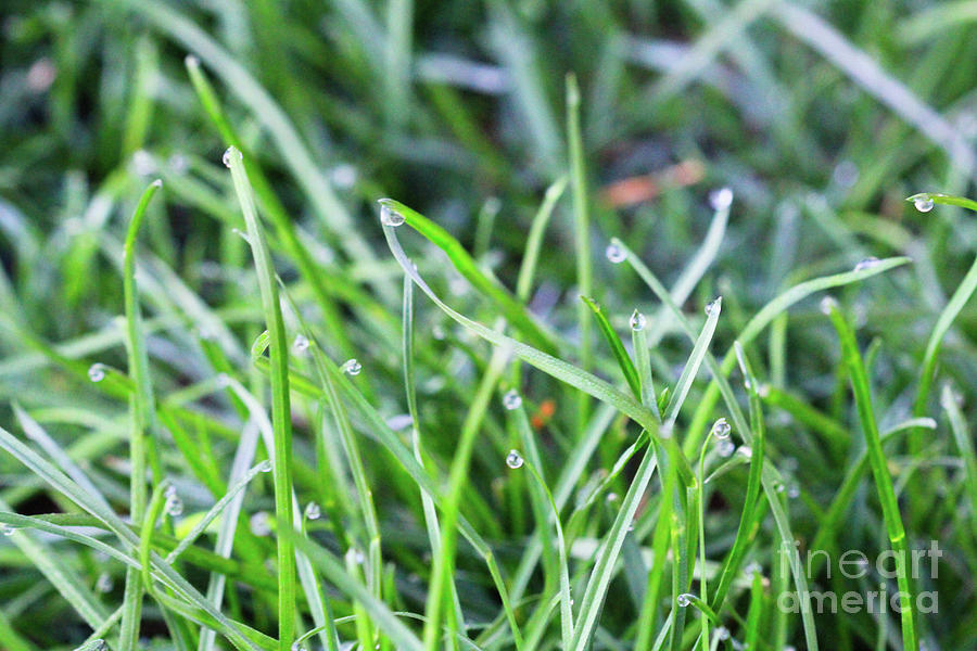 Morning Dew on Grass Photograph by Donna L Munro