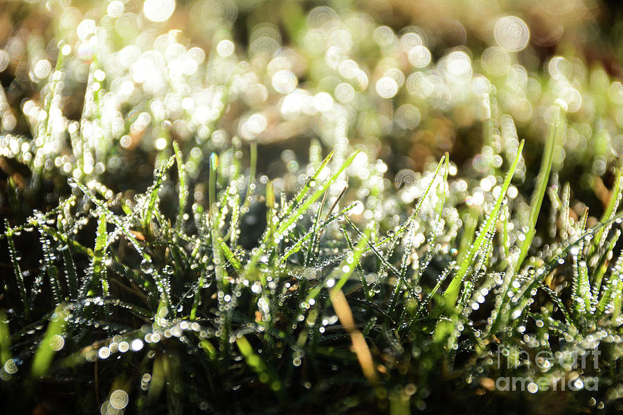 Morning Dew on Green Photograph by Adrian De Leon Art and Photography