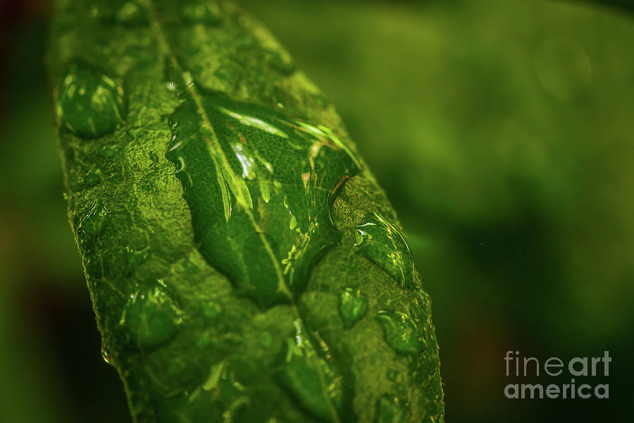 Morning Dew on Green Leaf Photograph by Tom Claud