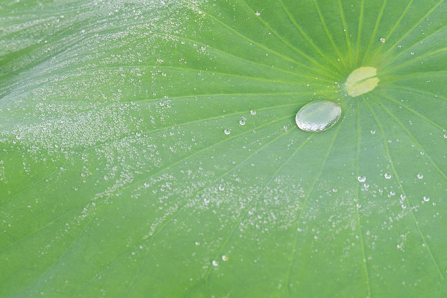 Morning Dew on Lotus Leaf Photograph by Dennis Kowalewski