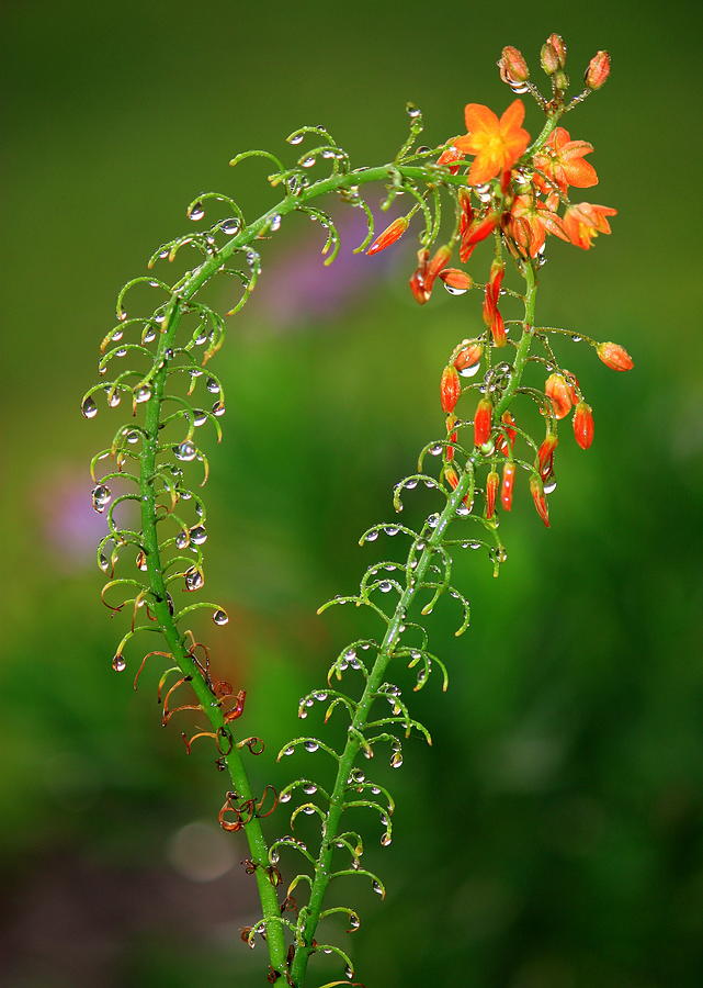 Morning Dew on Orange Flowers Photograph by Carol Groenen