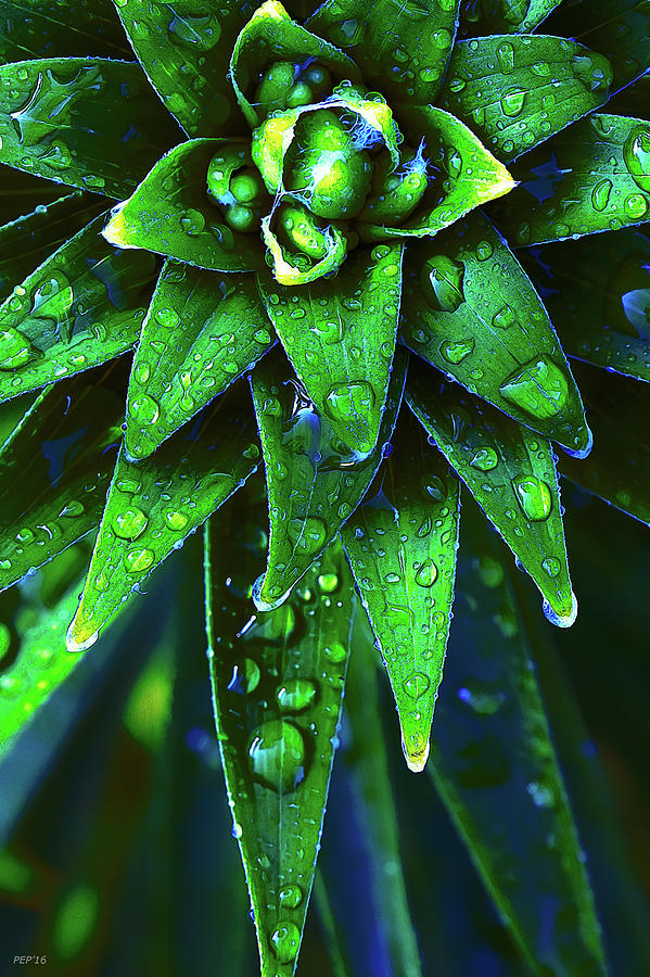 Morning Dew On Plant Photograph by Phil Perkins