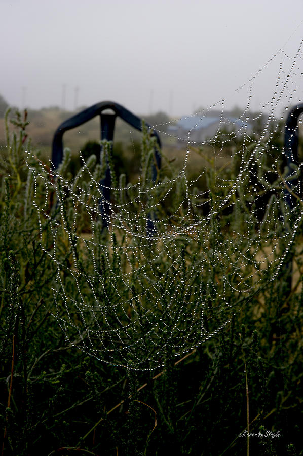 Landscape Photograph - Morning Dew on Spider Webs by Karen Slagle