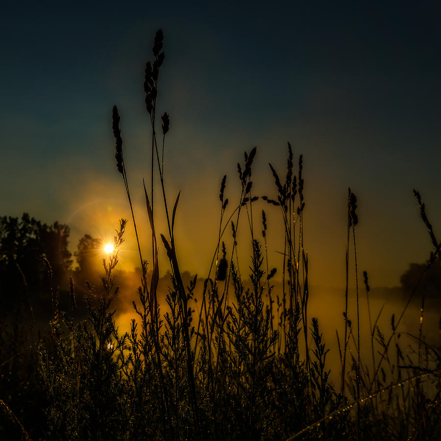 Morning dew on tall grass Photograph by Chris Bordeleau